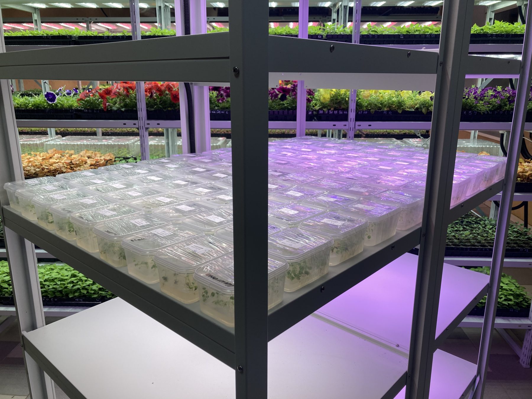 LED-освещение и растения in vitro на стеллаже